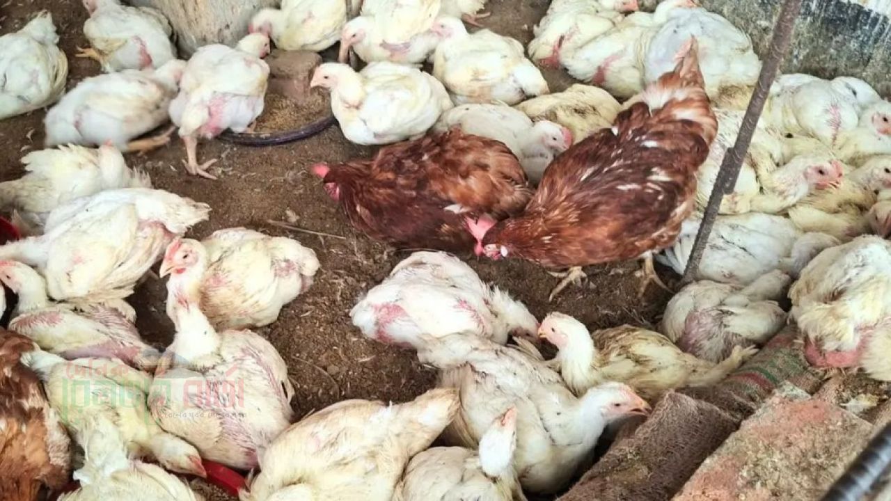 সপ্তাহের ব্যবধানে কেজিতে ব্রয়লারের দাম বাড়ল ৩০ টাকা