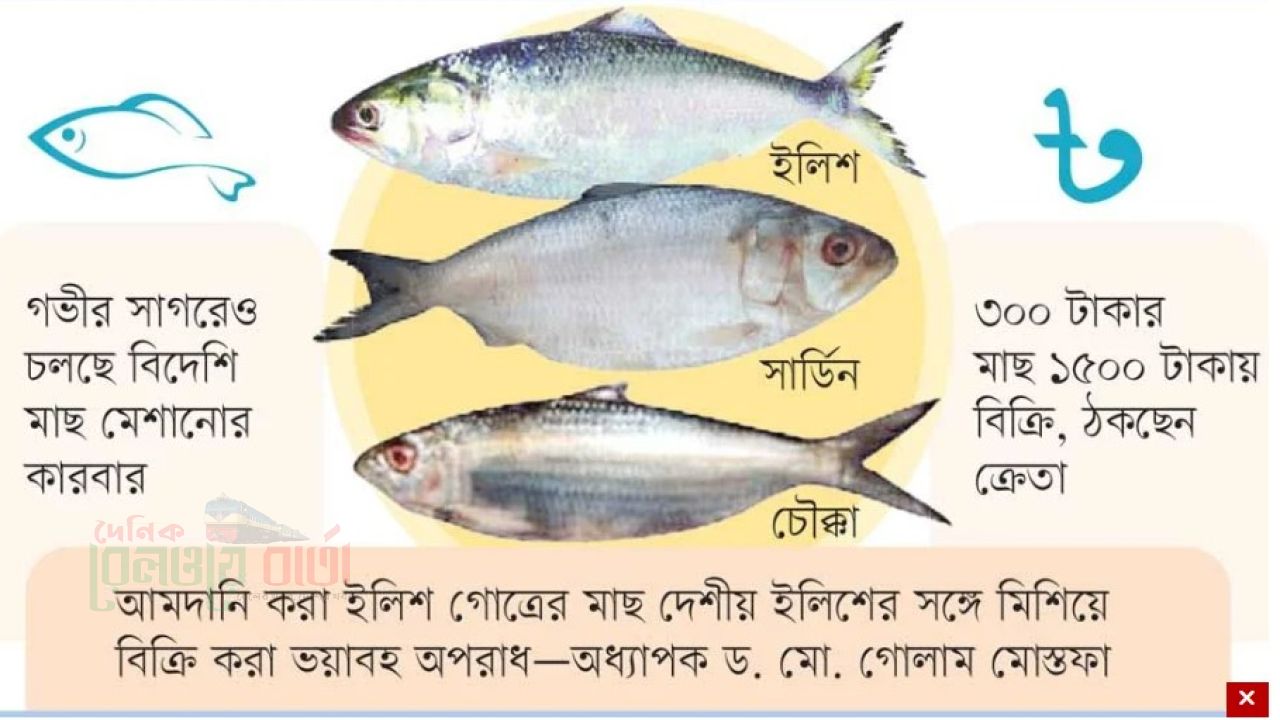 ইলিশের নামে ‘রুপালি ধোঁকা’
