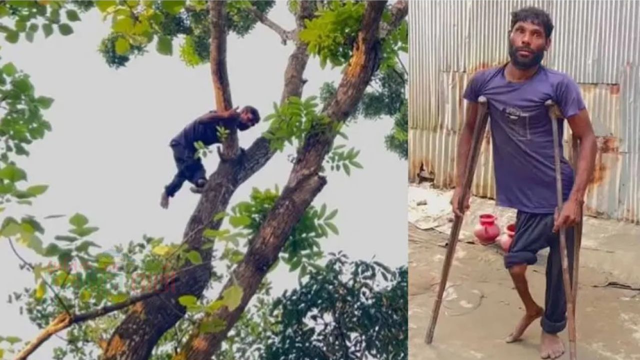 হাঁটতে হয় ক্র্যাচে ভর দিয়ে, তবুও জীবিকার তাগিদে গাছের মগডালে একরামুল